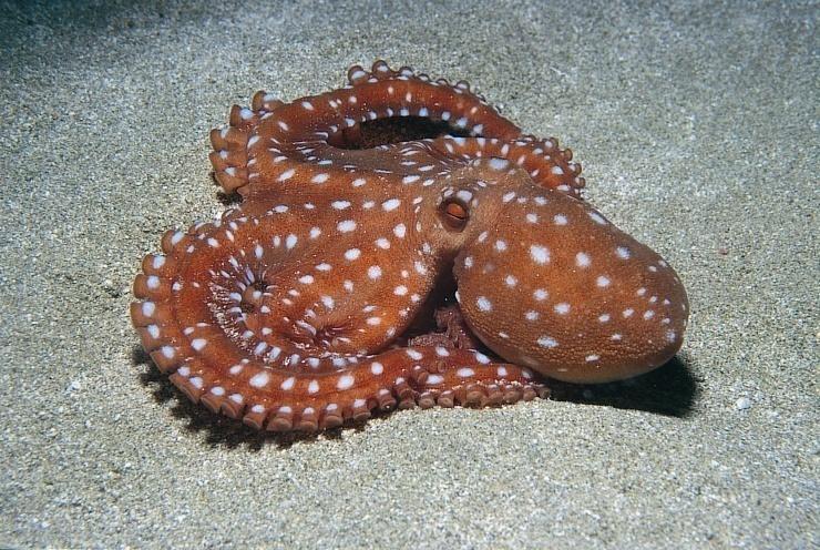 Octopus vulgaris en.wikipedia.