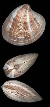 Chamelea gallina Beyaz kum midyesi Avcılığı (1) Beyaz kum midyesine ilişkin düzenlemeler aşağıda belirtilmiştir.