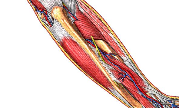 caput ulnae; olecranon un medial