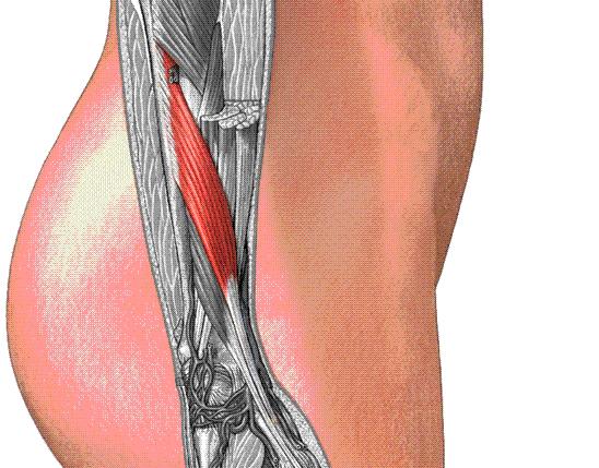 M. abductor pollicis longus Origo Os radius ve os ulna nın arka yüzü ile membrana interossea.