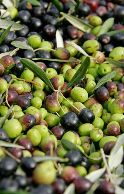 Commercializzazione Il prodotto è immesso in commercio nella tipologia olio extravergine di oliva Chianti Classico