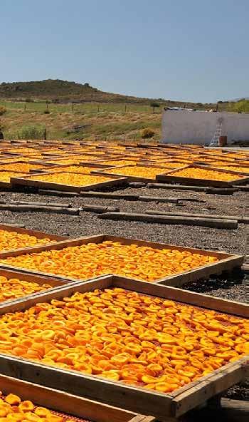 PRODOTTI / ÜRÜNLER Malatya Kayısısı, Rosaceae familyasından Prunus Armeniaca L. türünün altında yer alan Hacıhaliloğlu çeşidi kayısıların kurutulması ile elde edilir.