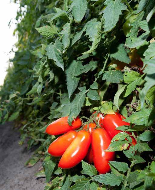 Marzano dell Agro Sarnese-Nocerino DOP che nel tempo, attraverso varie azioni di selezione, ha acquisito le caratteristiche attuali.