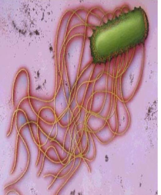 Salmonella Gram (-) Anaerob Patojen İlk kez Salmon tarafından 1886 da