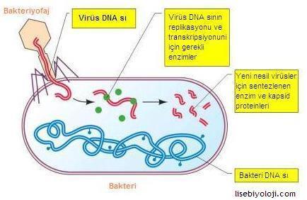 Bakteri virusları