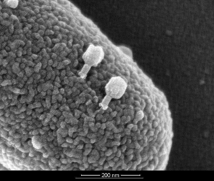 bakteri cinsinin