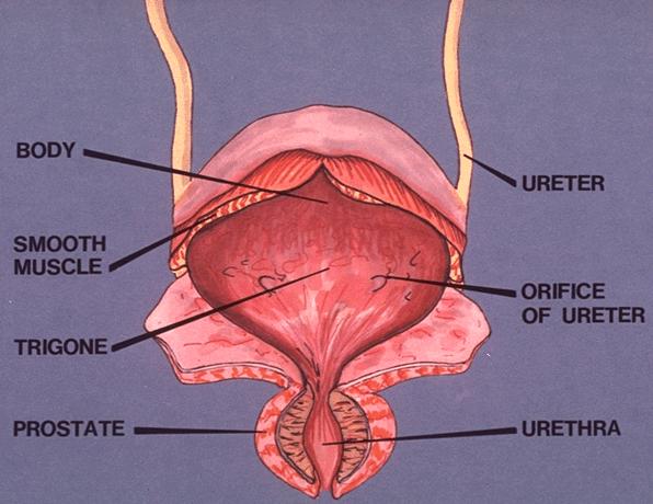 VESİCA URİNARİA APEX VESİCA CORPUS VESİCA FUNDUS VESİCA Mesane, erkekte lig. puboprostaticum, kadınlarda lig. pubovesicale adlı bağlarla symphysis pubica ya tutunur.