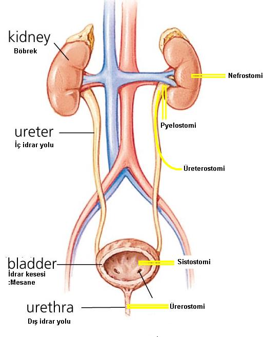 URETHRA İdrarın mesaneden