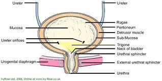 Urethra da her iki cinste de iki sfinkter mekanizması bulunur. Mesane boynunda bulunan iç sfinkter, m.