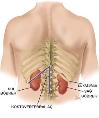 BÖBREK Böbrekler, metabolik aktivite sonucu ortaya çıkan atık maddelerin dışarı