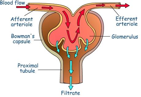 Malpighi cisimcikleri idrarı süzen Glomerulus denilen damar yumağını ihtiva eder.