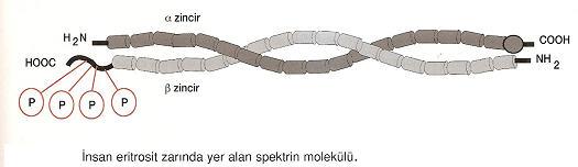 Membran Proteinleri Spektirin Eritrositlerdeki protein moleküllerinin çoğu lipit tabakanın sitoplazmik yüzüne tutunmuş olan periferal zar proteinleridir.