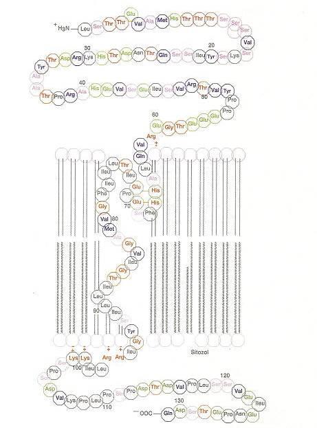 Glikoforin İnsan kırmızı kan hücre zarında bulunan ve bütün amino asit dizilişi tam olarak bilinen ilk protein Glikoforin'dir.