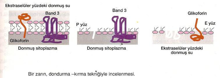 Band 3 Protein Glikoforin gibi Band 3 proteini de bir transmembran proteindir. Glikoforinden farklı olarak çok geçişli (multipass) bir zar proteinidir. Yaklaşık 900 amino asitten oluşmuştur.