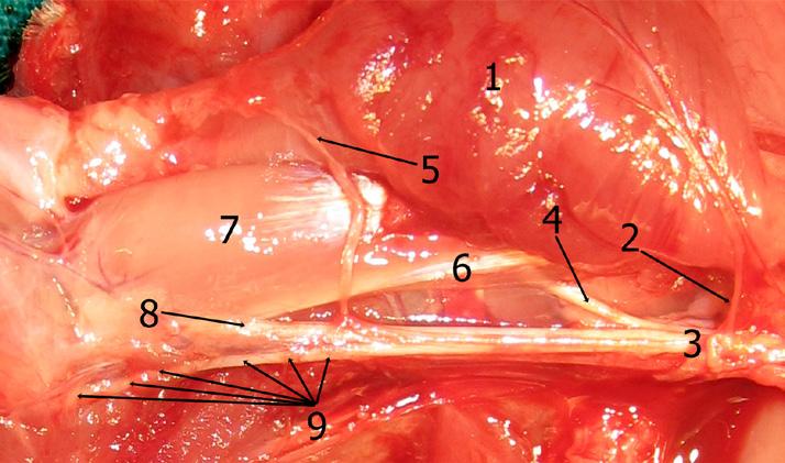 M.coracobrachialis, 7. M.biceps brachii, 8. N.medianus, 9. N.ulnaris. Şekil 10.