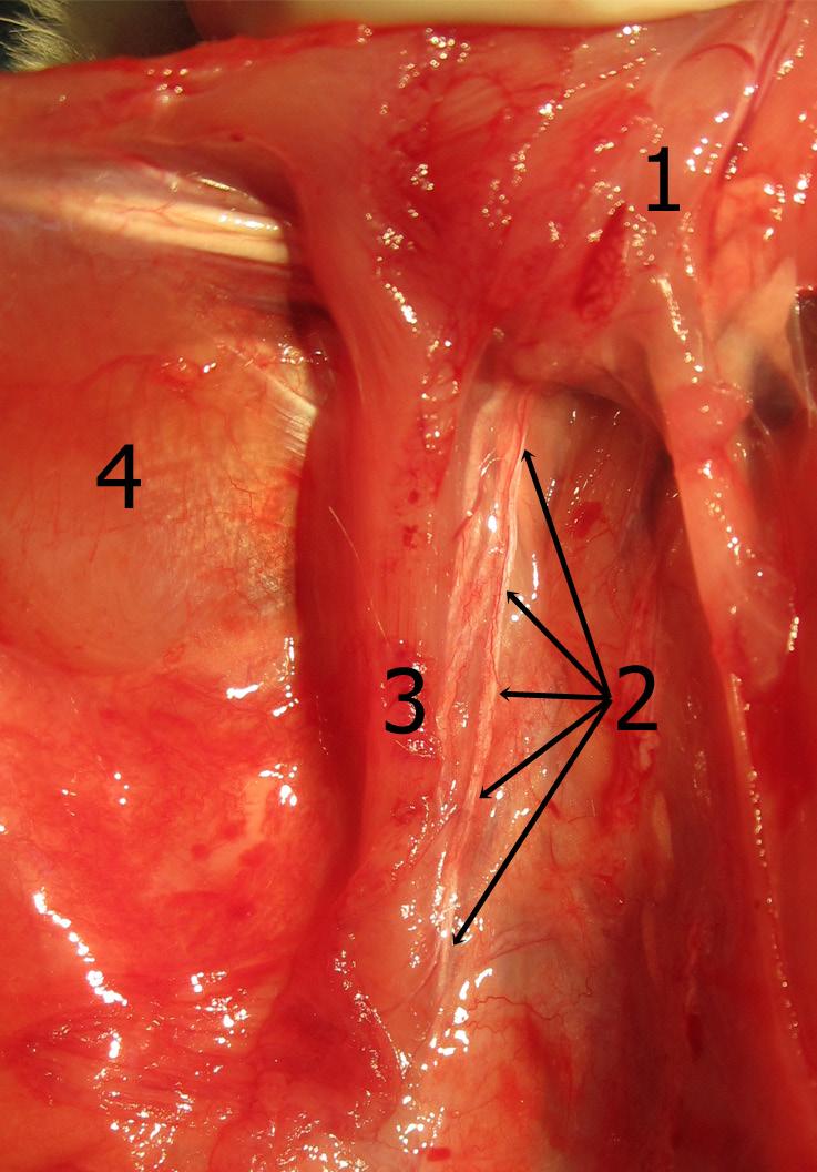 latissimus dorsi, 6. M.subscapularis. Şekil 14.