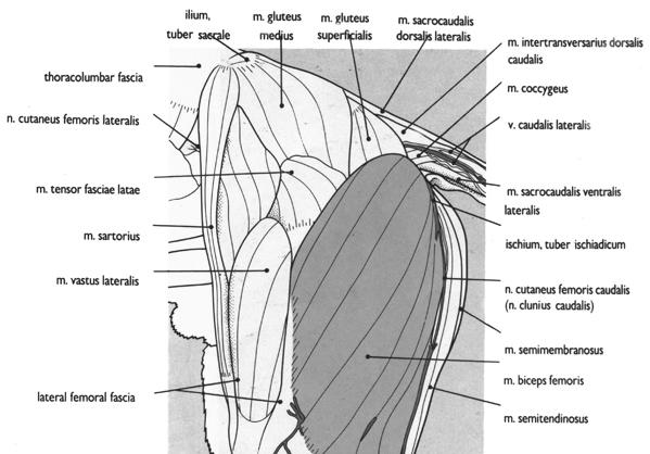 1 1. GİRİŞ 1.1. Tanım Coxofemoral luksasyon, kalça eklemini oluşturan caput femoris in acetabulum dan ayrılarak, farklı yönlerde yer değiştirmesidir. Şekil 1.1. Kalça bölgesinin anatomik yapısı (Done ve ark.