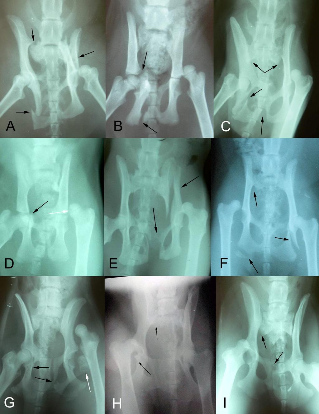 47 palpasyonda caudoventral luksasyon bulunan olgularda (8 ve 16) ilgili ekstremitenin diğerine göre uzun, cranioventral luksasyon bulunan olgularda ise ilgili ekstremitenin diğerine göre kısa olduğu