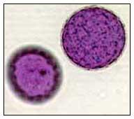 7 A B Şekil 2.4. A) Soda otu (Salsola kali subsp. ruthenica) nun polenlerinin optical mikroskopta görüntüsü. B) Soda otu (Salsola kali subsp.