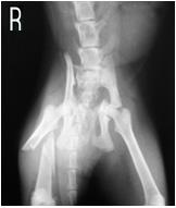 Şekil 5: Olgu no. 10 un preoperatif, postoperatif ve 10. günde V/D radyografik görünümleri. Figure 5: Preoperative and postoperative V/D radiological views on 10th day of Case no.