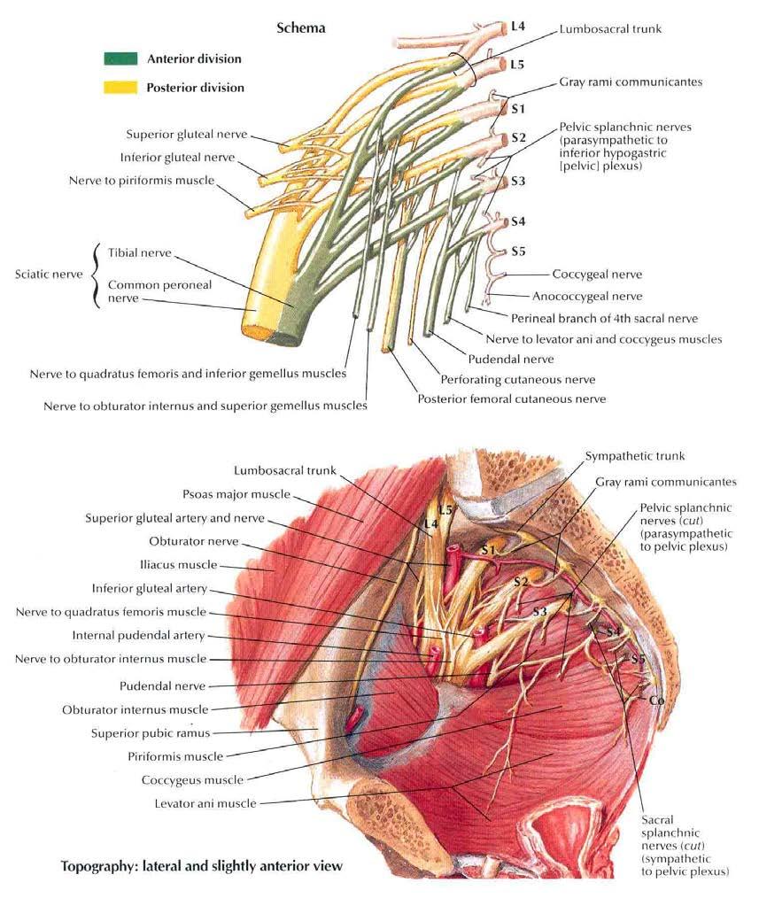 PLEXUS COCCYGEUS S 4 ve S5 spinal sinirlerin ön dallarının, koksigeal spinal sinirin ön dalı ile