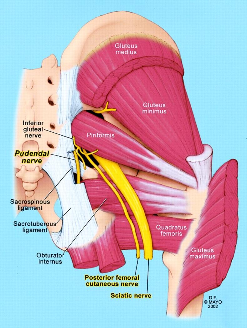 Pelvisi foramen ischiadicum majus tan terkeden m. piriformis, bu foramenin çoğunu kaplar. M.