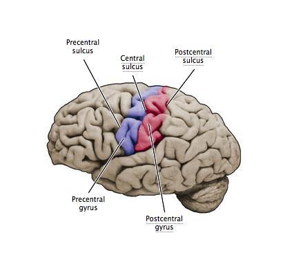 Gyrus precentralis: Vücudun karşı taraf hareketlerini başlatan motor hücreleri içerir (Daima üst