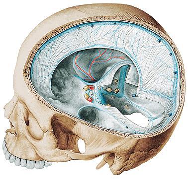 Fissura longitudinalis cerebri: Falx cerebri