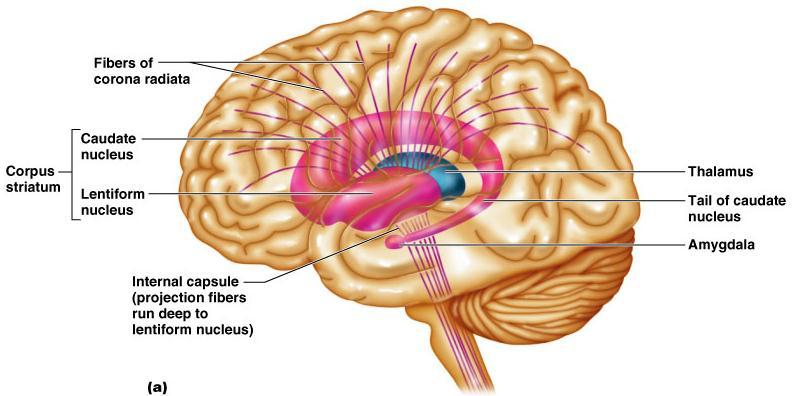 Nuclei basales Nucleus lentiformis= putamen + globus pallidus Corpus striatum = nucleus lentiformis + nucleus caudatus+