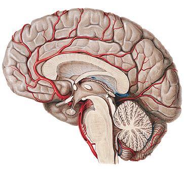 Fissura longitudinalis cerebri: A.