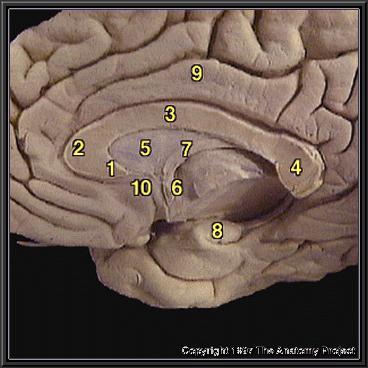 Corpus callosum un bölümleri (önden