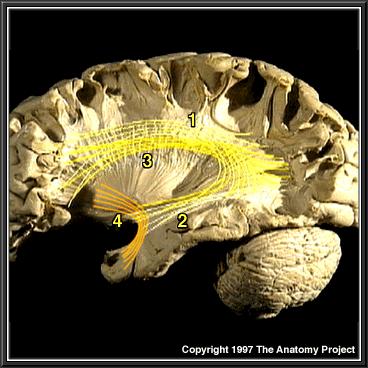 Assosiasyon lifleri: Aynı hemisferdeki kortikal alanları birleştirir 1- Fasciculus longitudinalis superior: Frontal lobun ön kısmını, oksipital ve temporal loblara birleştirir 2- Fasciculus