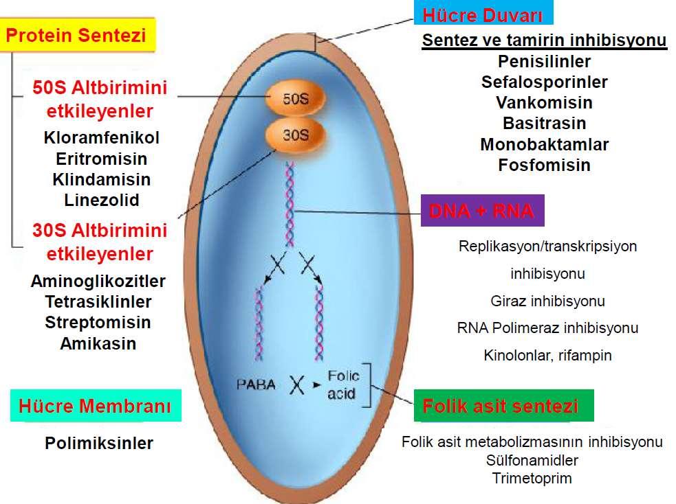 ANTİBAKTERİYEL KEMOTERAPÖTİKLERE DİRENÇ Direnç, bir bakterinin antibiyotiğin etkisine karşı koyabilme