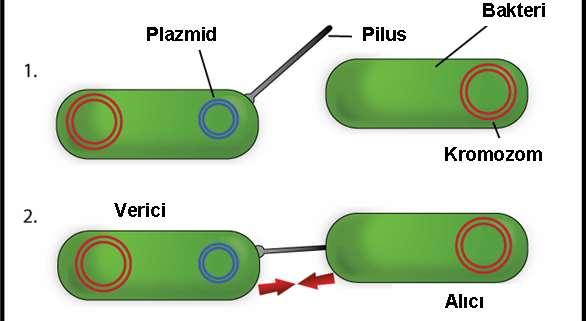 ANTİBAKTERİYEL KEMOTERAPÖTİKLERE DİRENÇ Konjugatif Plasmitin (F-Plasmid) Diğer