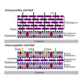 GRAM (+) VE GRAM ( ) BAKTERİ HÜCRE DUVARLARI Bakterilerin hücre duvarları uzun peptidoglikan