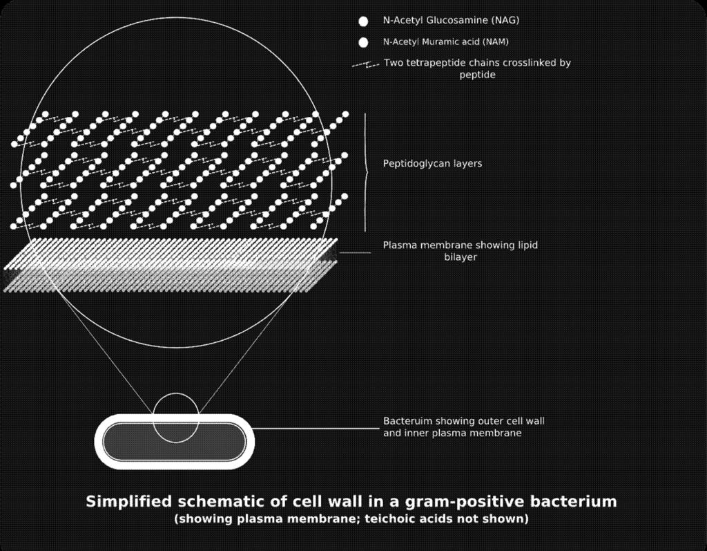 Bu hücre duvarı genişliği gram (+) bakterilerde 15-35 mµ gram (-) bakterilerde 6-9 mµ GRAM (+)
