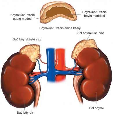 zədələnməsi nəticəsində də baş verir. Bəzi hallarda xəstəlik böyrəküstü vəzilərin amiloidoz prosesi və ya şişlərlə, ya da şişlərin metastazları ilə zədələnməsi nəticəsində inkişaf edir.