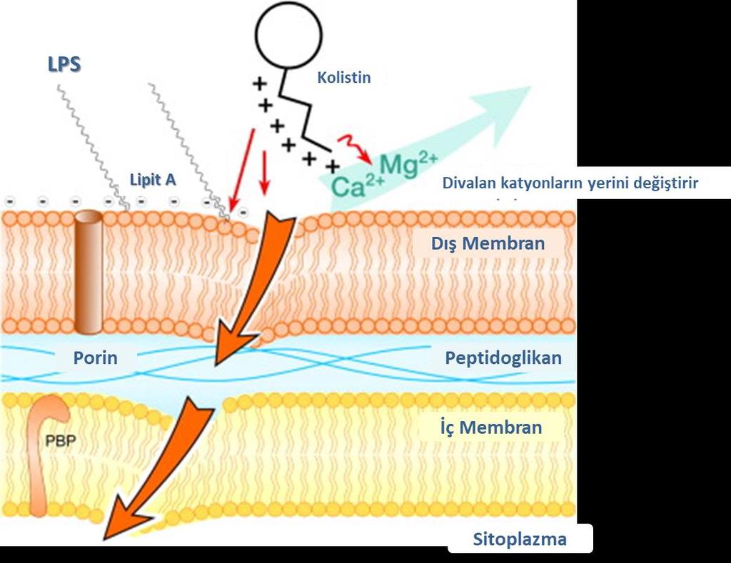 Kolistin-Etki Mekanizması Dış membranda bozulma,