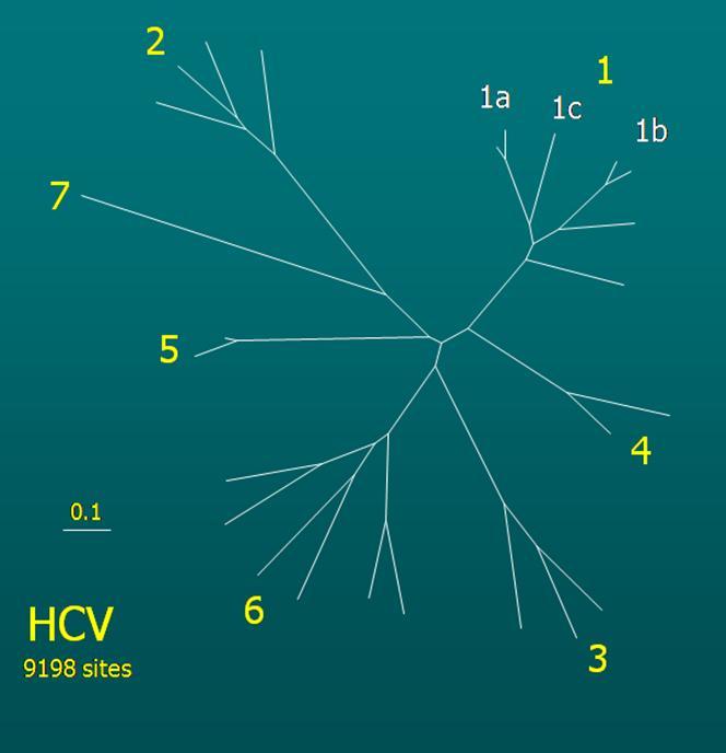 Taksonomi Familya: Flaviviridae