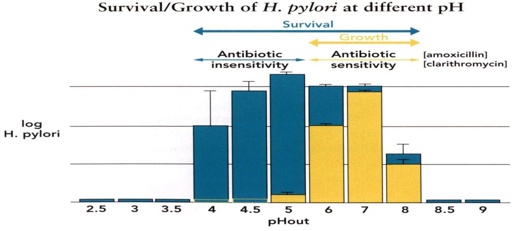 H. pylori nin farklı phlarda yaşamı ve üremesi Yaşam Üreme