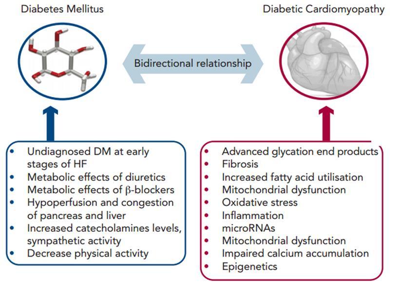 Diyabet ve Kalp Yetmezliğinin Çift Diabetes Melltus Yönlü İlişkisi Diyabetik Kardiyomyopati Çift Yönlü İlişki KY erken evresinde Tanılanmamış DM Diüretiklerin metabolik etkisi β Blokörlerin metabolik