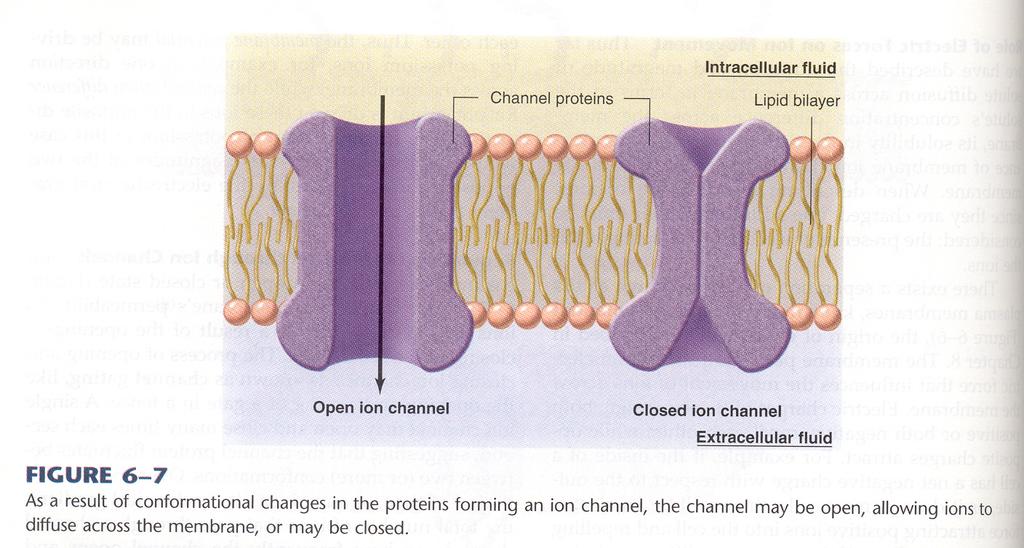 İYON KANALLARI Sadece iyonlara geçirgendirler. Her iyon kanalı seçici geçirgendir: farklı iyonlara geçirgendir.