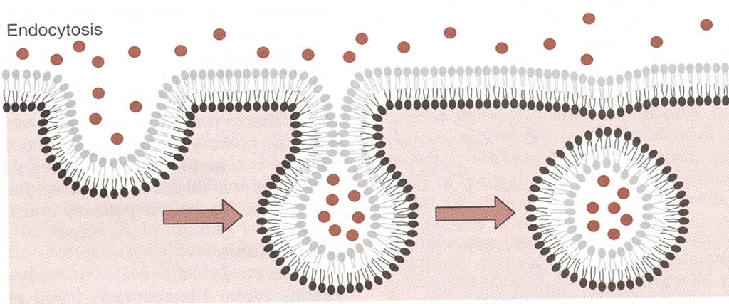 RESEPTÖR ARACILI ENDOSİTOZ Sadece belirli makromoleküller bu yol ile taşınır. Taşınacak makromolekül kendine özgü membran reseptörüne bağlanır.