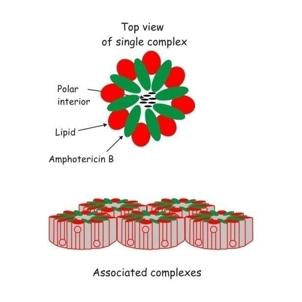 Amfoterisin B lipid kompleks (ABLC) Yapısı amfoterisin B ve iki fosfolipidin (dimiristoil fosfatidil kolin ve dimiristoil fosfatidil gliserol) 1:1 molar oranda bileşiminden oluşmaktadır.