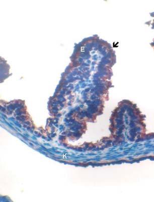 Resim 2a: Östrus evresinde tuba uterina. E: epitel hücreleri, K: kas tabakası, : uzamış mukozal katlantılar. (İmmünperoksidaz Hematoksilen, X200) Resim 2b: Östrus evresinde tuba uterina.
