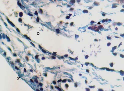 zayıf reaktivite gösteren epitel hücreleri, K: negatif boyanma gösteren kas hücreleri. (İmmünperoksidaz Resim 3c: Metaöstrus evresinde tunika seroza.