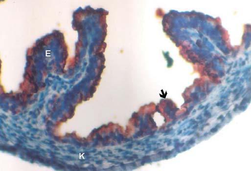 (İmmünperoksidaz Resim 4a: Diöstrus evresinde tuba uterina. E: epitel hücreleri, K: kas tabakası, : kısa ve küt mukozal katlantılar.