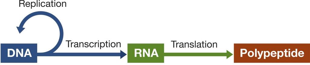 4.1 Nükleik asitler Transkripsiyon + translasyon = gen ifadesi