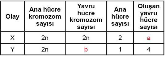 Aşağıda mitoz ve mayoz bölünmeyle ilgili bilgiler verilmiştir. Buna göre X, Y ve Z hücreleri ile ilgili aşağıdaki ifadelerden hangisi yanlıştır?