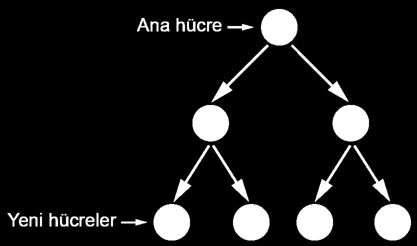 Polen ana hücresi 3. Yumurta ana hücresi 4. Yaprak hücresi Yukarıda verilen hücrelerden hangileri mayoz bölünme geçirebilir? A) 1 ve 3. B) 2 ve 3. C) 2 ve 4. D) 1, 2 ve 3.